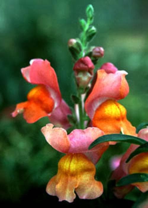 snapdragon