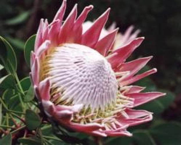 king protea