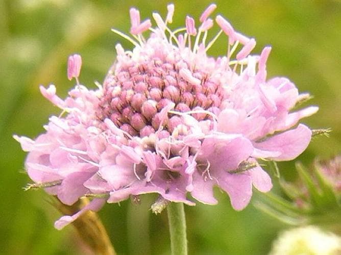 pincushion flower