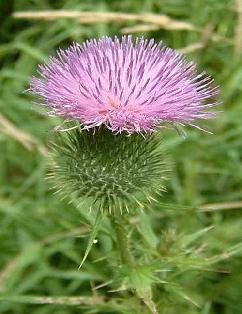 spear thistle